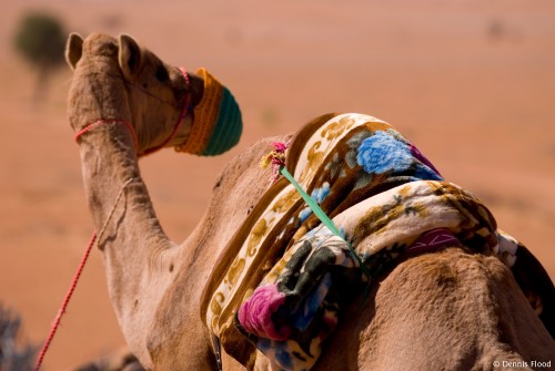 One Hump Camel