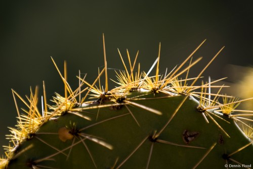 Prickly Pear Close Up