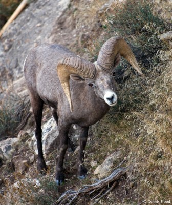 Rocky Mountain Bighorn Sheep