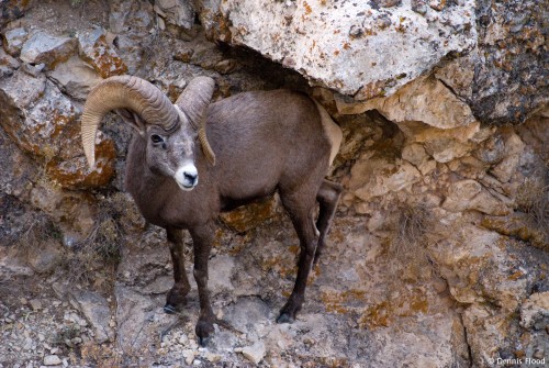 Rocky Mountain Bighorn Sheep