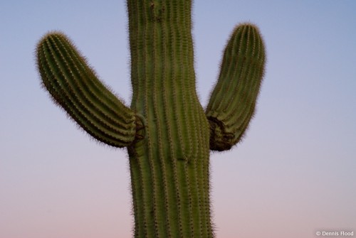 Saguaro Arms Up