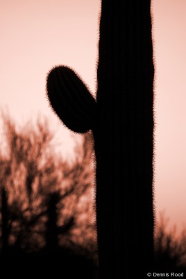 Saguaro Cactus at Dusk