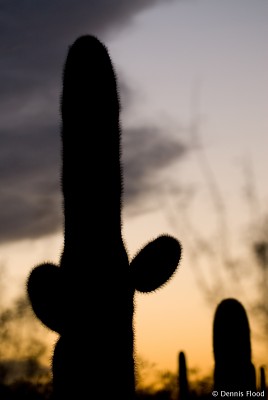 Saguaro Silhouette