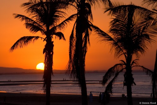 Silhouetted Palm Trees at Sunset