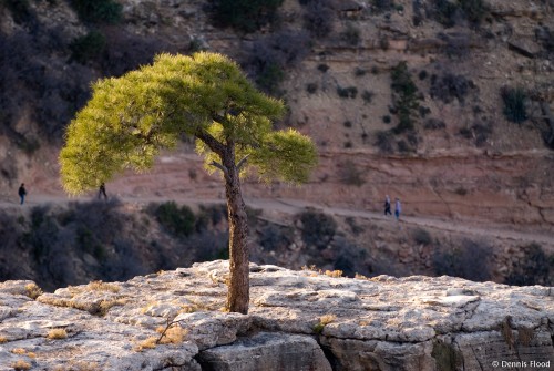 Tree Growing in Rocks