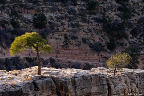 Trees Growing in Rocks