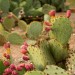 Prickly Pear Cactus Blooms