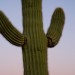 Saguaro Arms Up