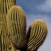 Saguaro Cactus Prickles