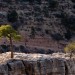 Trees Growing in Rocks