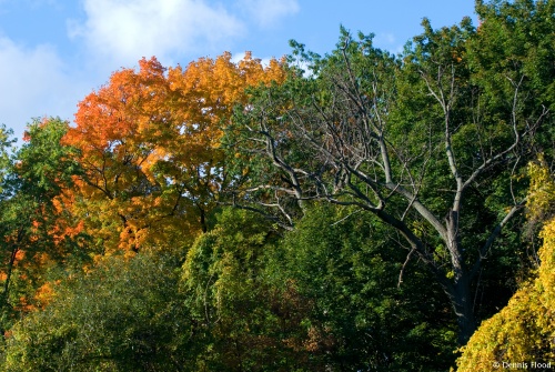 Early Fall Colors