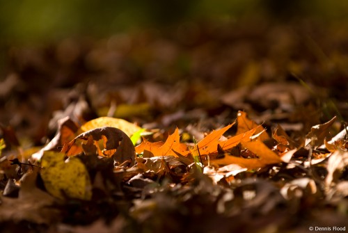 Leaves on the Ground