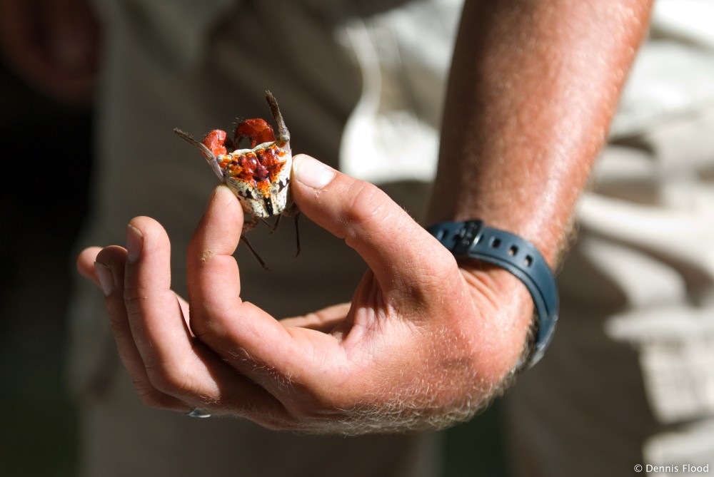 Pictures Of Red Crab - Free Red Crab pictures 