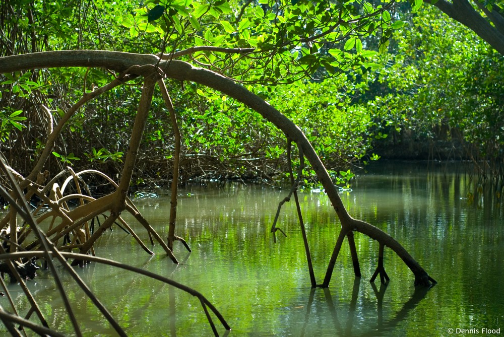 Mangrove Reflections