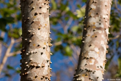 Armored Crocodile Trees