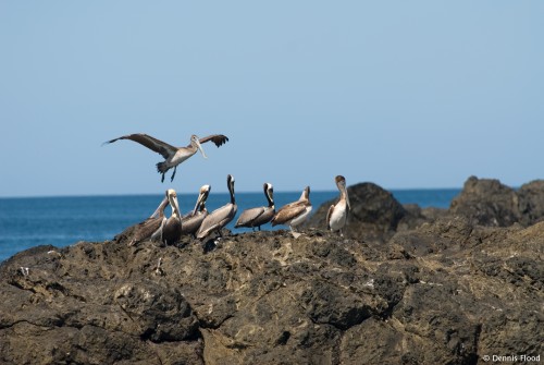 Brown Pelicans