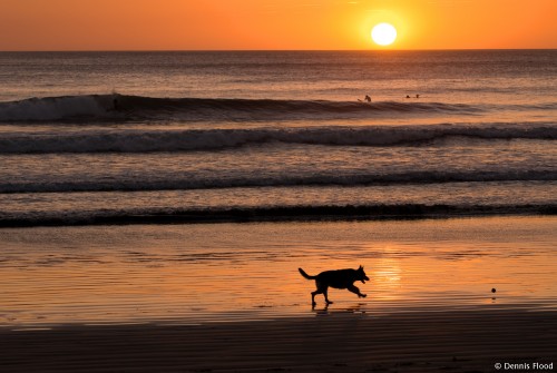 Dog Playing on Beach at Sunset