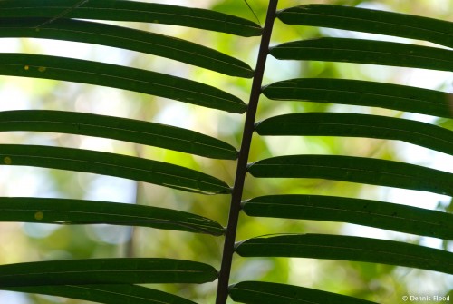 Green Palm Leaves