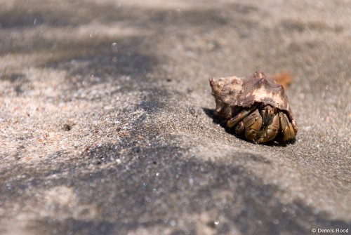 Hermit Crab