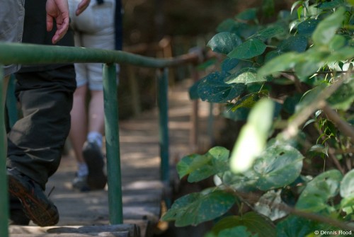 Hikers on Mangrove Bridge