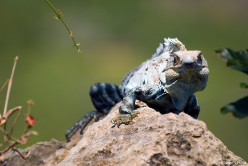 Iguana on a Rock