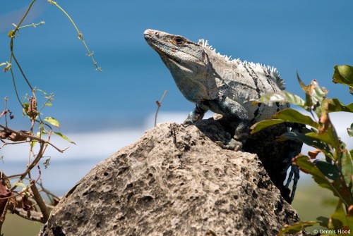 Iguana Sunning on a Rock