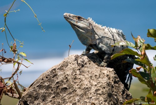 Iguana Sunning on a Rock