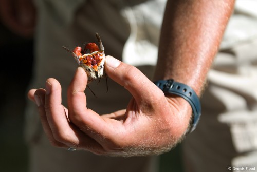 Man Holding Red Crab