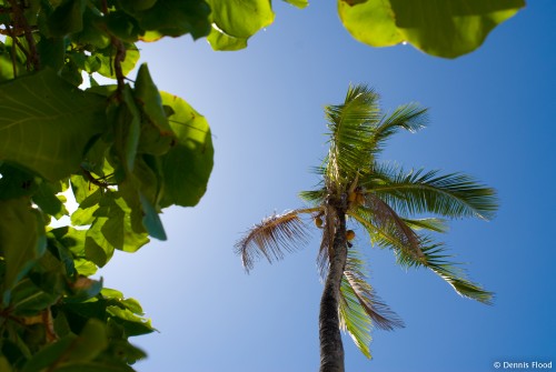 Palm Tree in Wind