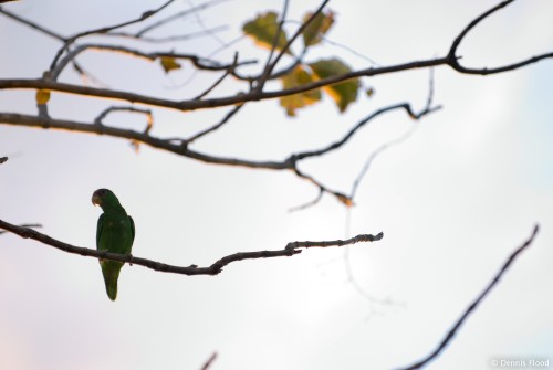 Resting Green Parrot