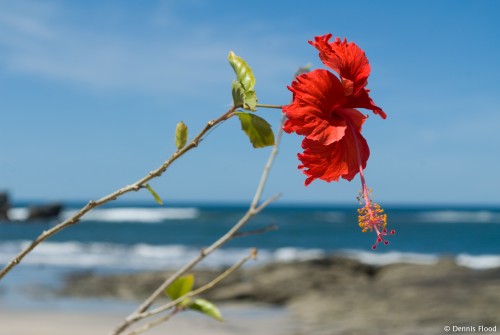 Seaside Red Hibiscus