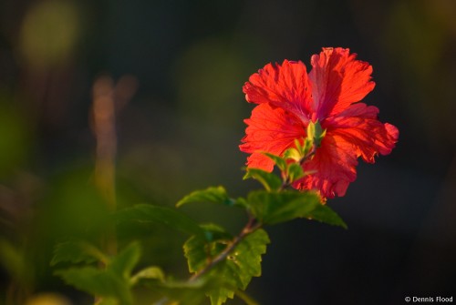 Shy Red Hibiscus