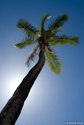 Tall Palm Tree