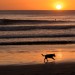 Dog Playing on Beach at Sunset
