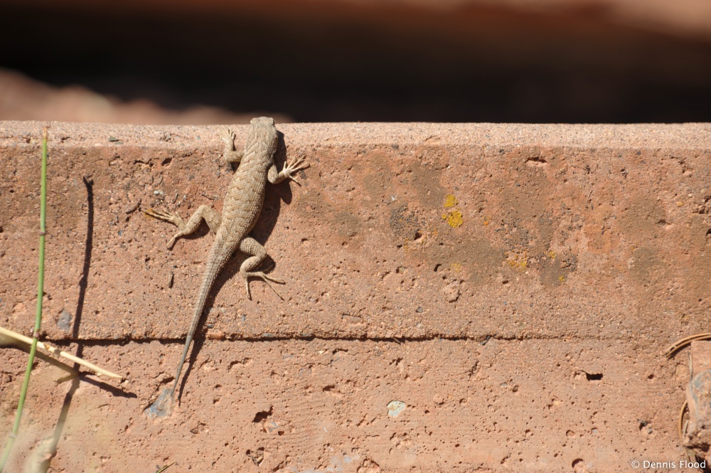 Colorado National Monument Lizard