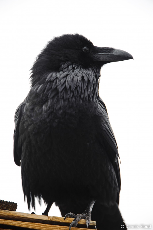 Picture raven profile Raven or