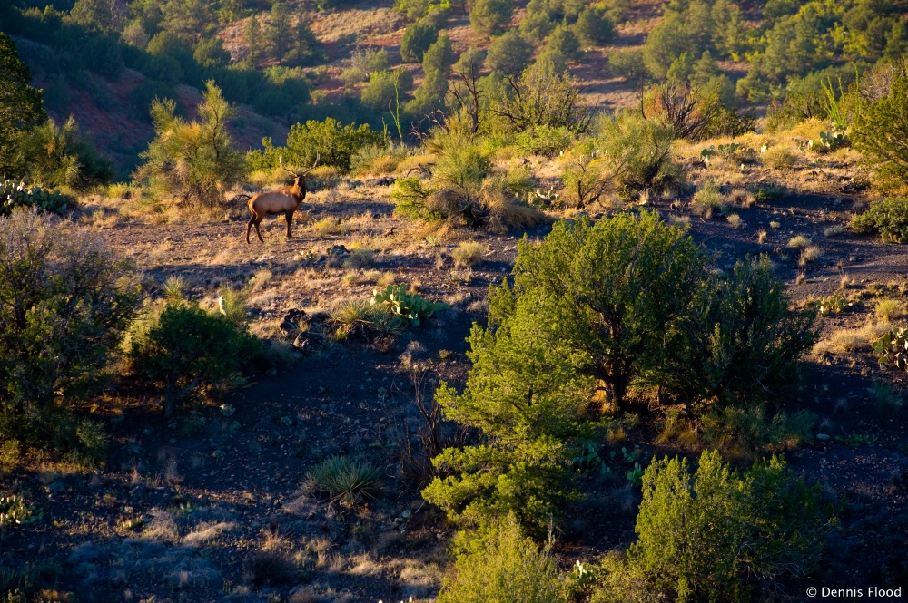 Wild Bull Elk