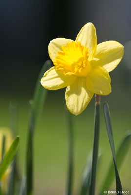 Blooming Daffodil