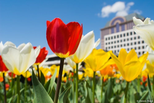 Blooming Tulips