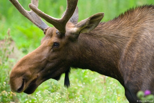 Bull Moose Closeup