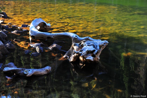 Driftwood in Clear Water