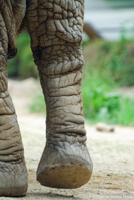 Elephant Foot