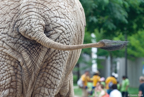 Elephant Tail