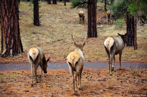 Grand Canyon Elk