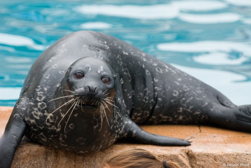 Performing Sea Lion