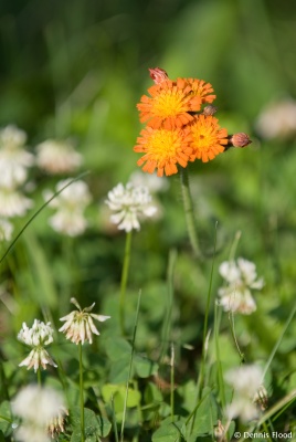 Summer Wildflowers