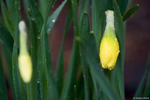 Wet Daffodils