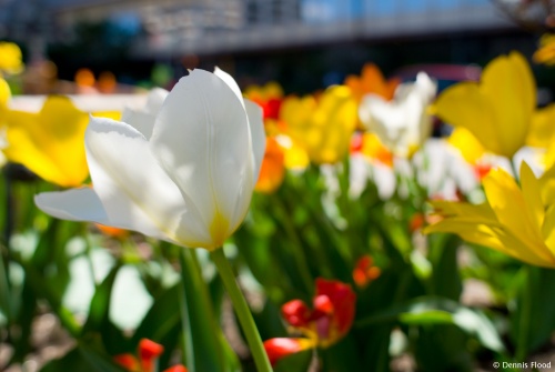 Wind-Blown Tulips