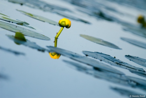 Yellow Water Lily