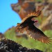 Turkey Vulture Takes Flight